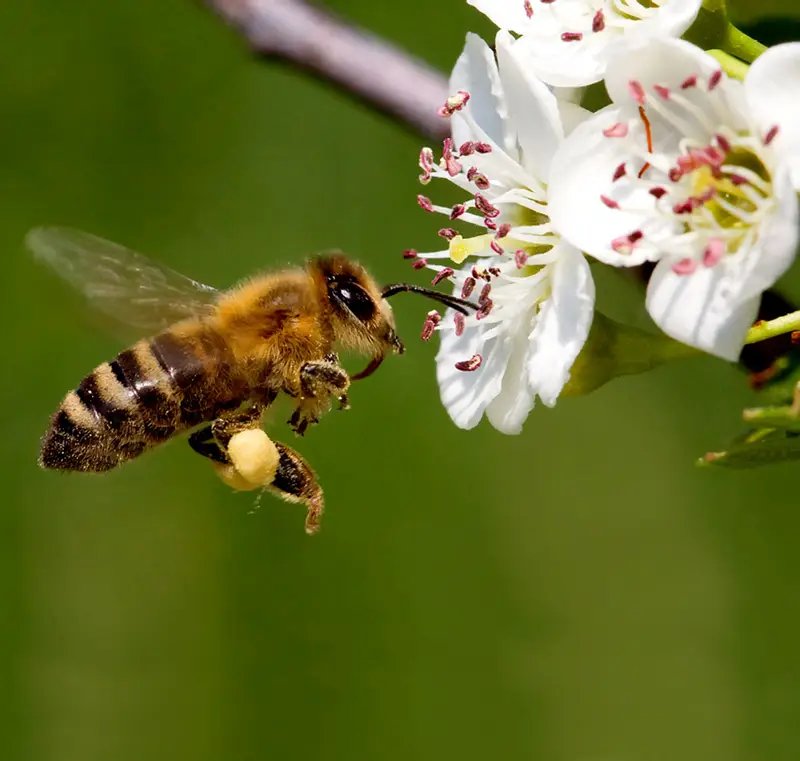 Honey bee initiative